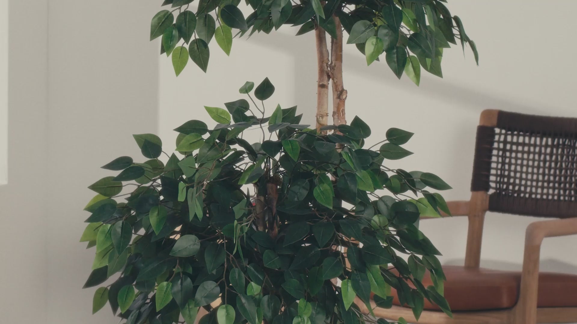 Vídeo Ficus Copas Artificial MAIA SHOP