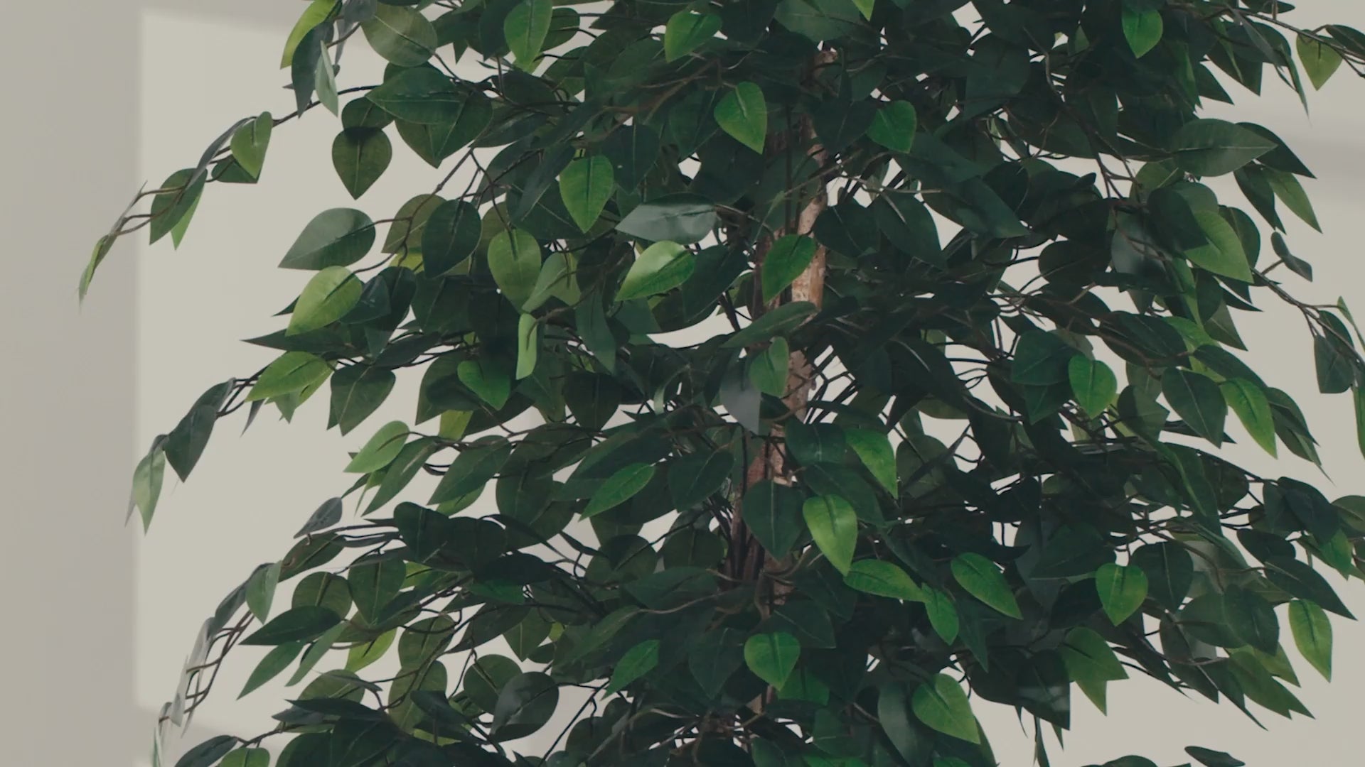 vídeo ficus artificial MAIA SHOP