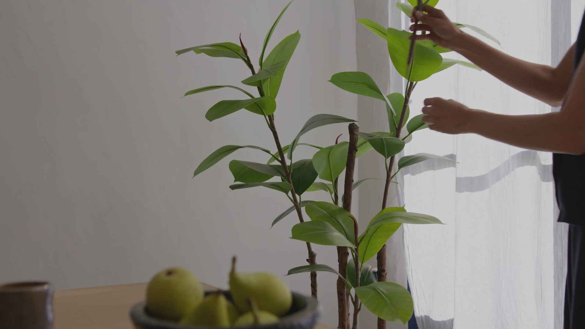 Rubber Tree Artificial MAIA SHOP