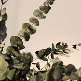 ramas eucalipto preservado verde