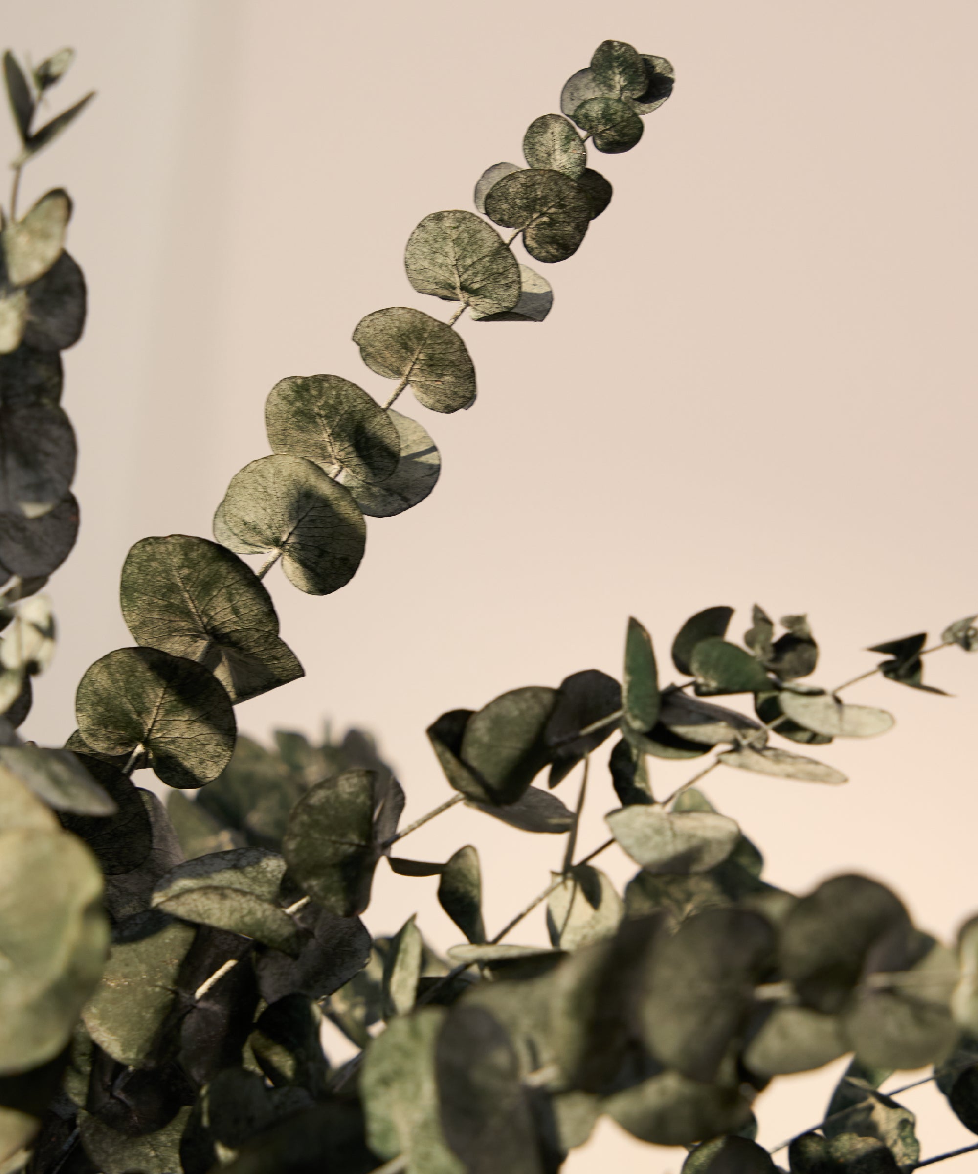 ramas eucalipto preservado verde