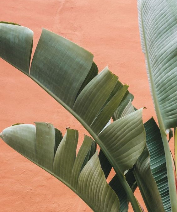 hoja-platanera-planta