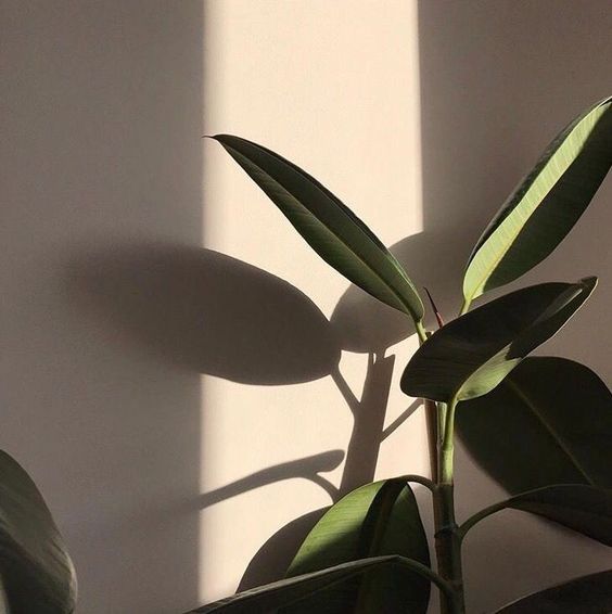 hoja-planta