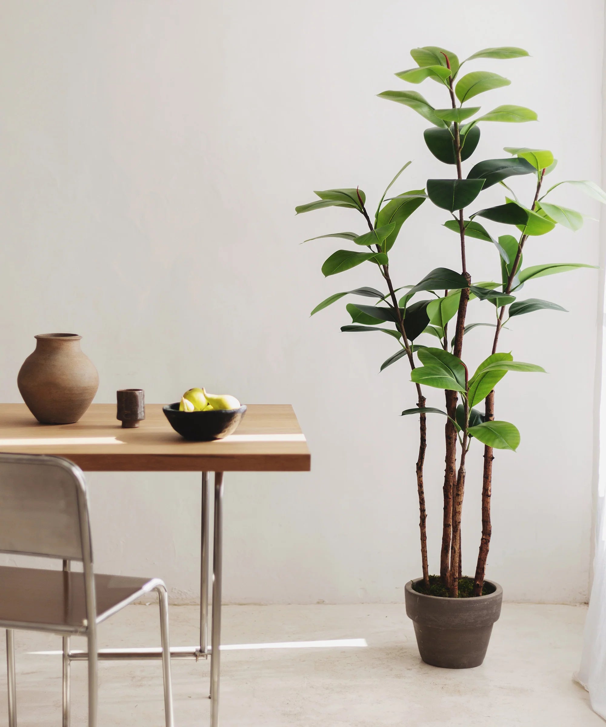 Decoración de Salón con Plantas: Estilo Natural y Sofisticado