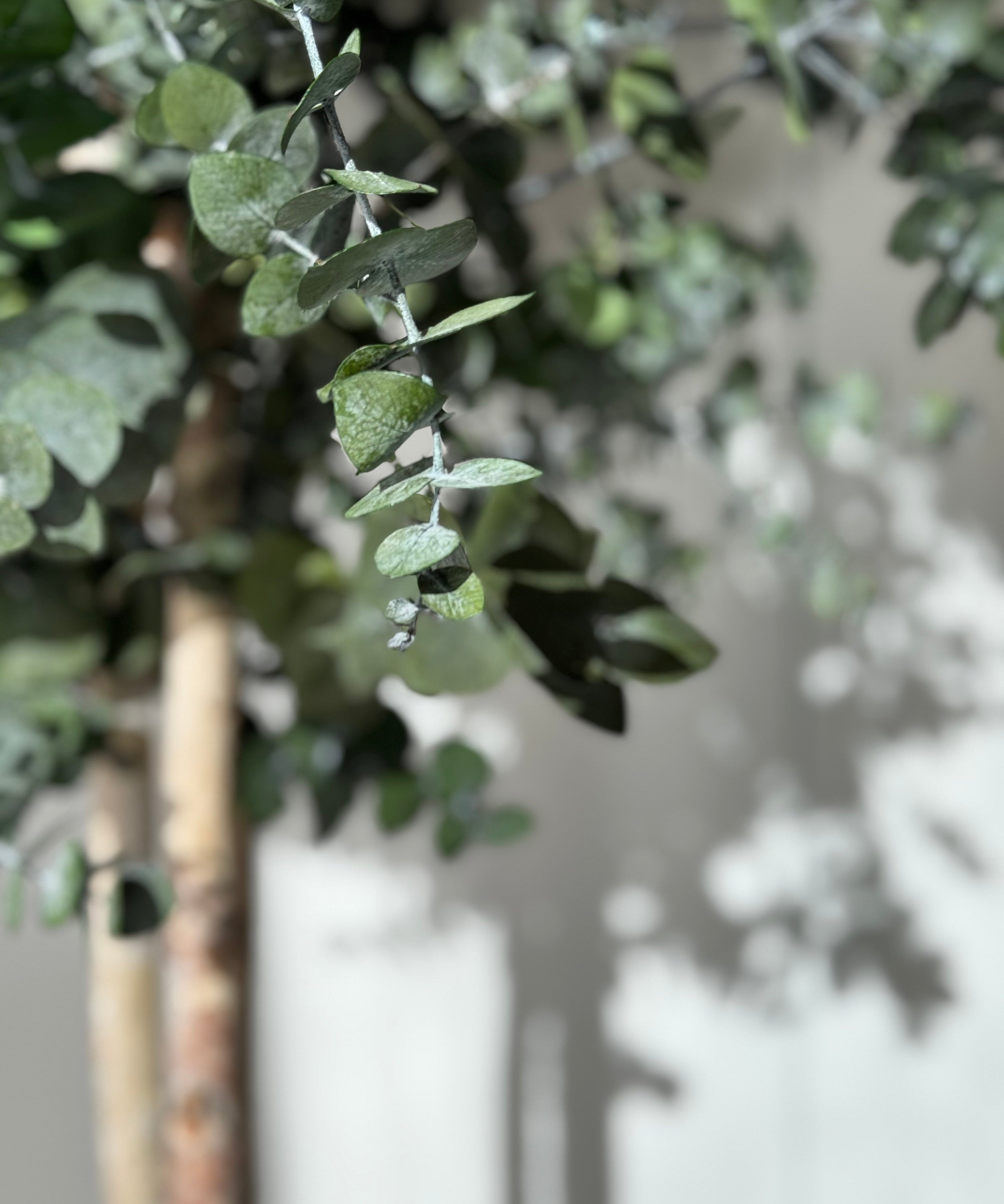 arbol-eucalipto-preservado