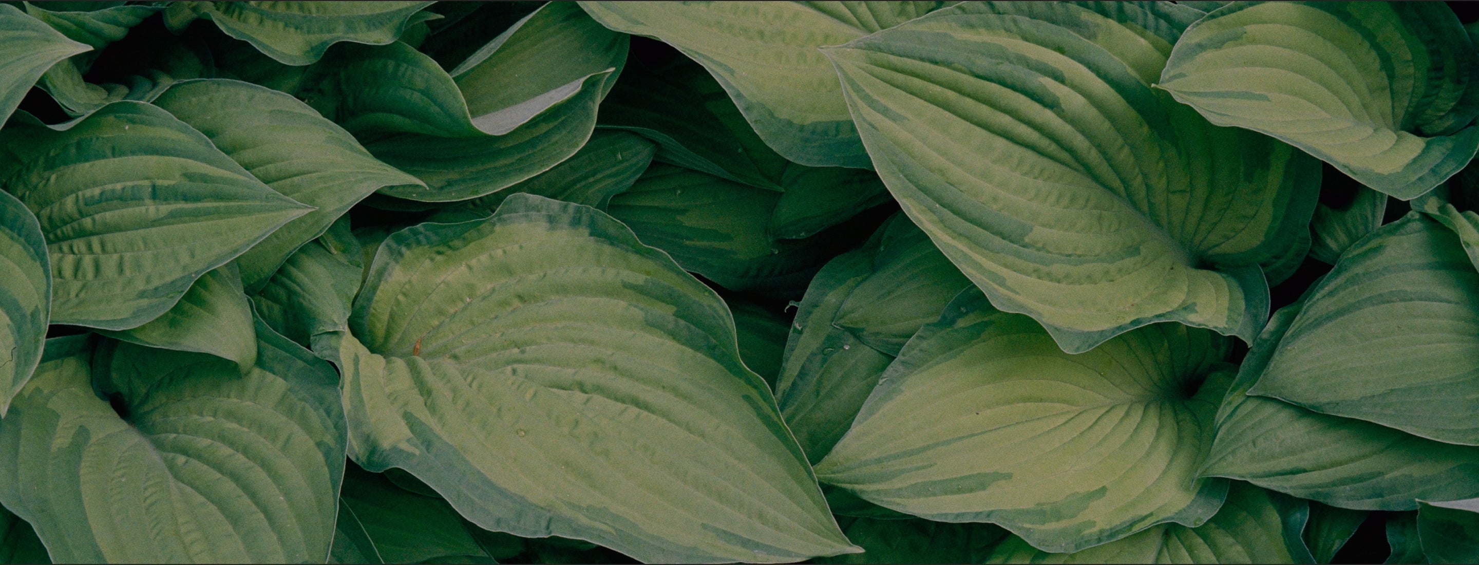 hojas-plantas