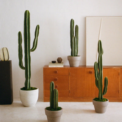 Cactus Collection