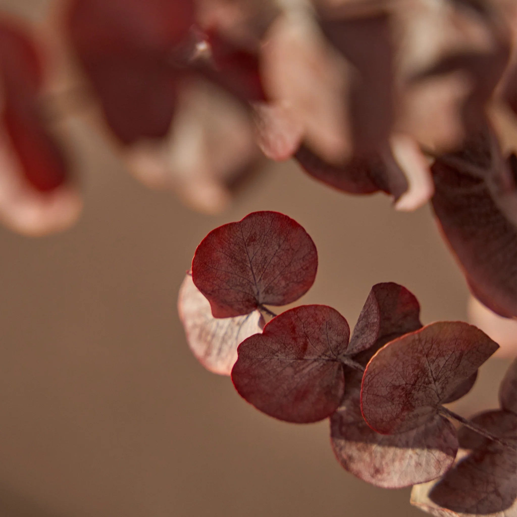 Árboles Preservados Eucalipto Essential