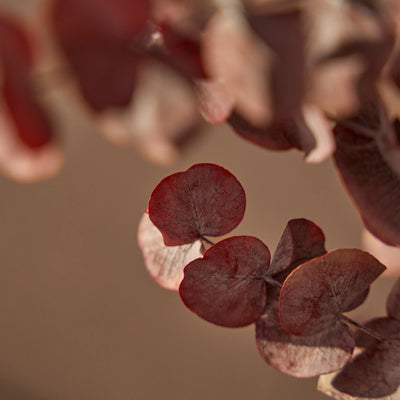 Árboles Preservados Eucalipto Essential