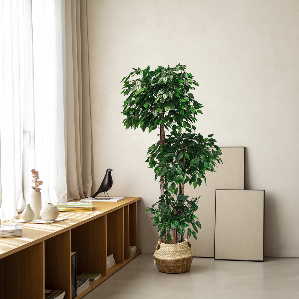 Ficus Copas