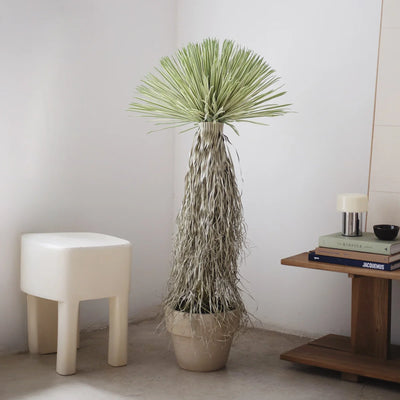 Nolina Collection