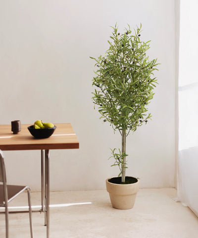 Olivo Collection