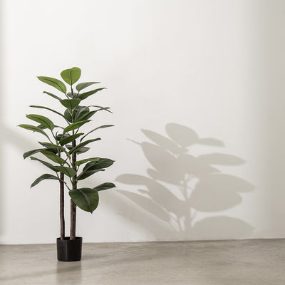 Elastischer Ficus