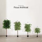 Ficus Artificial