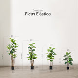Ficus Elástica artificial
