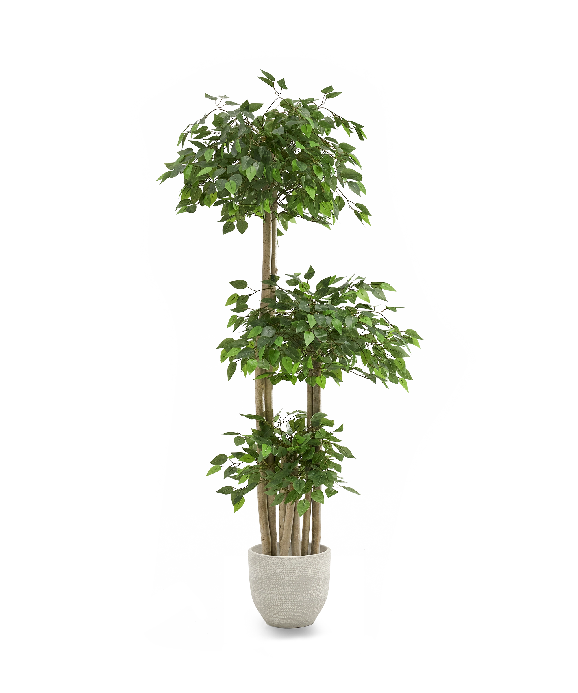 Ficus Copas MAIA SHOP
