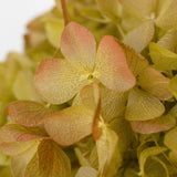 Ramo de Hortensias Preservadas
