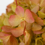Ramo de Hortensias Preservadas
