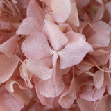 Ramo de Hortensias Preservadas