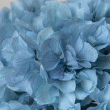 Ramo de Hortensias Preservadas