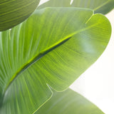 Strelitzia Artificial 150 cm