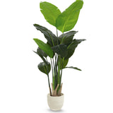Strelitzia Artificial 180 cm