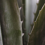 Agave Artificial MAIA SHOP Detalle