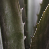 Agave Artificial MAIA SHOP Detalle