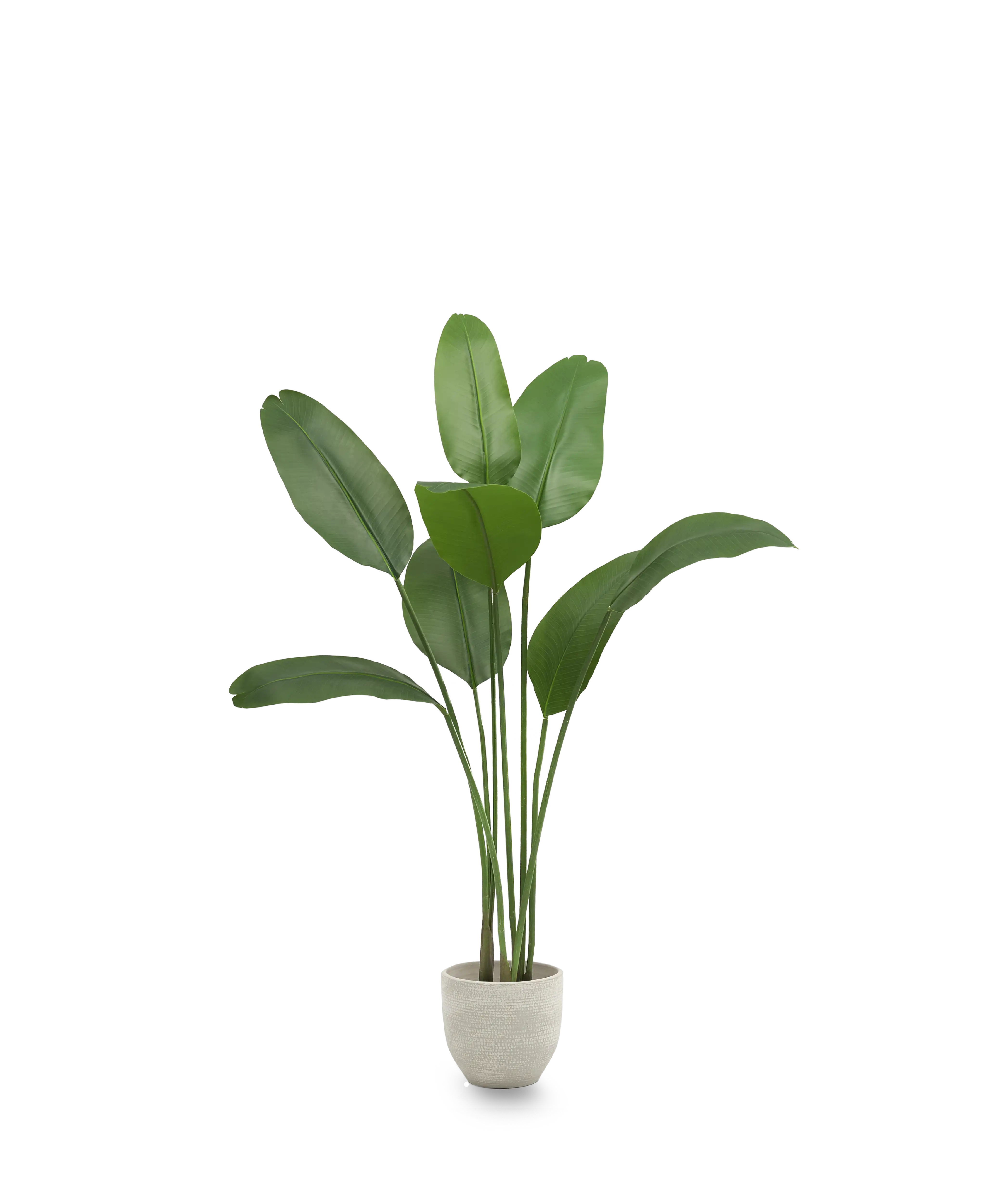 Ave del Paraiso Artificial 150 MAIA SHOP PNG
