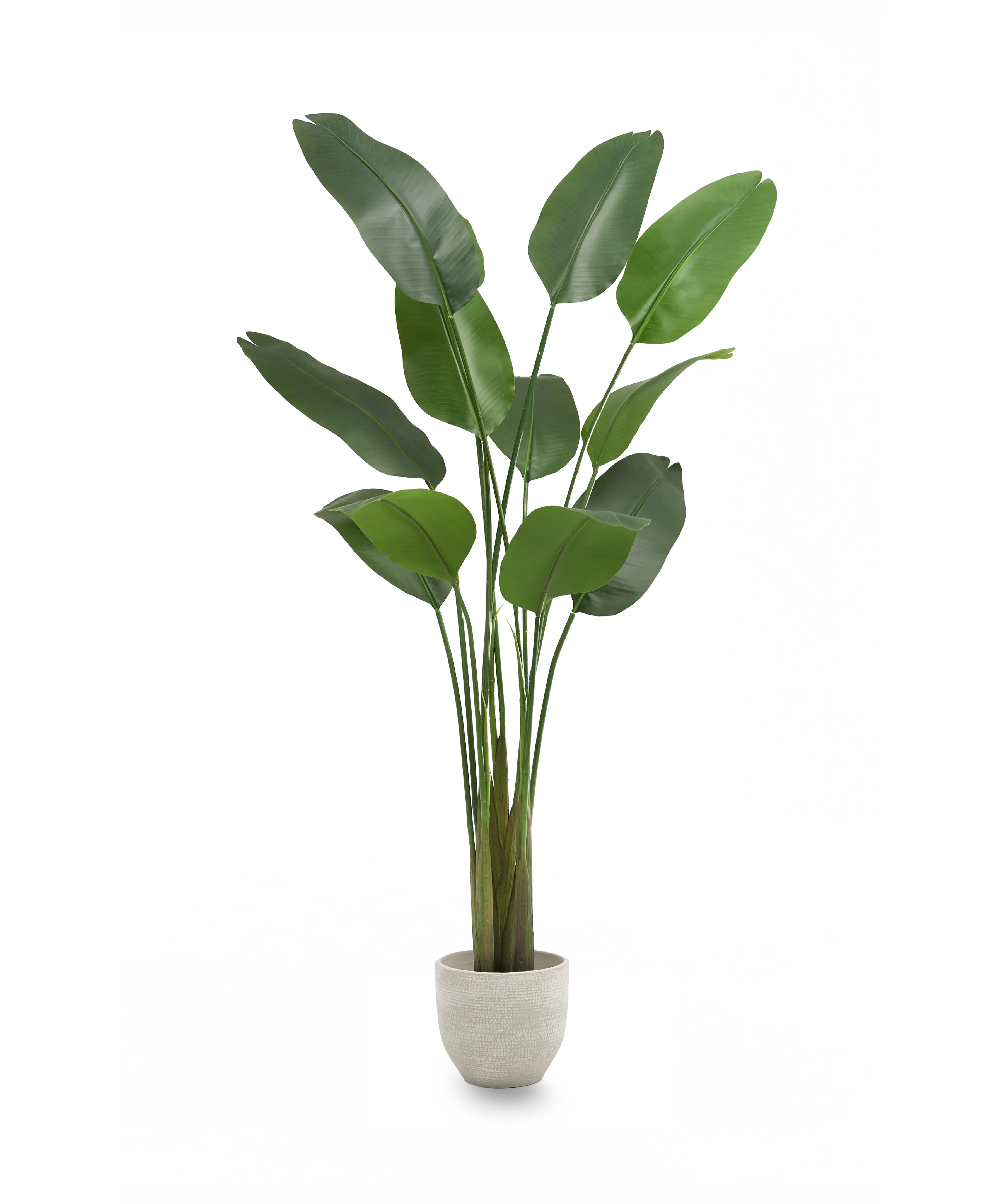 Ave del Paraiso Artificial 210 MAIA SHOP PNG