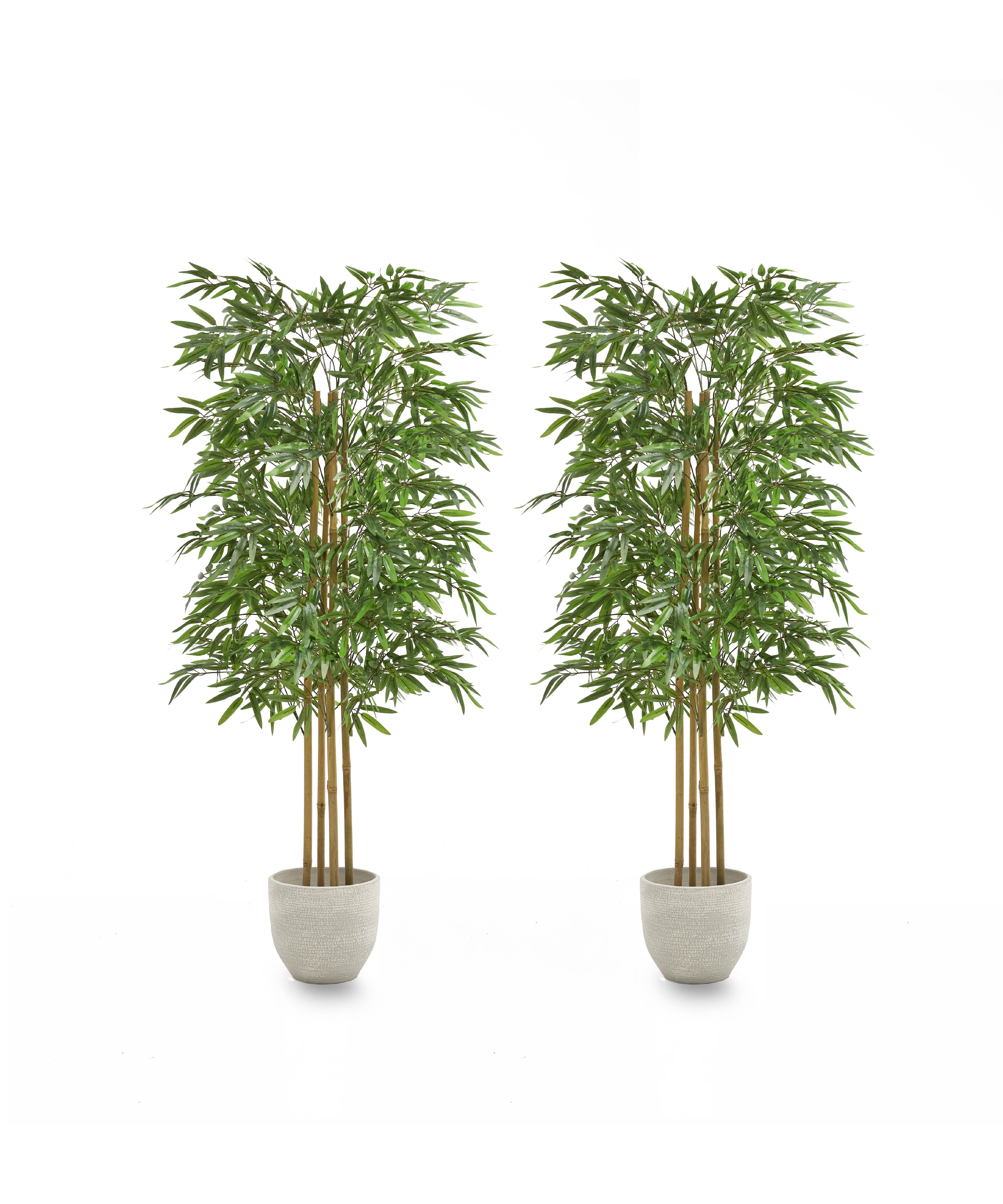 Pack Duo Bambu 150 cm MAIA SHOP