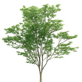 Ficus artificiel 3,20 m