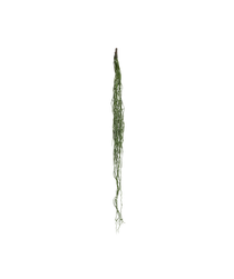 Colgante Artificial Rhipsalis MAIA SHOP Verde