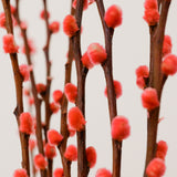 Ramo de Salix Preservado