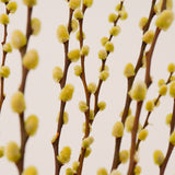 Ramo de Salix Preservado