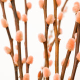 Ramo de Salix Preservado