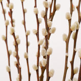 Ramo de Salix Preservado