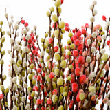Ramo de Salix Preservado