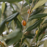Detalle Aceituna Olivo Artificial Centennial 210cm