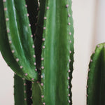 Detalle Cactus Artificial MAIA SHOP 