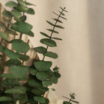 Detalle Eucalipto  Ramo Preservado Nature MAIA SHOP 