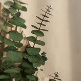 Detalle Eucalipto  Ramo Preservado Nature MAIA SHOP 