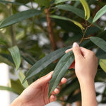 Detalle Hoja Laurel Artificial 220 cm MAIA SHOP