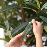 Detalle Hoja Laurel Artificial 220 cm MAIA SHOP