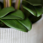 Detalle Hoja Orquidea MAIA SHOP