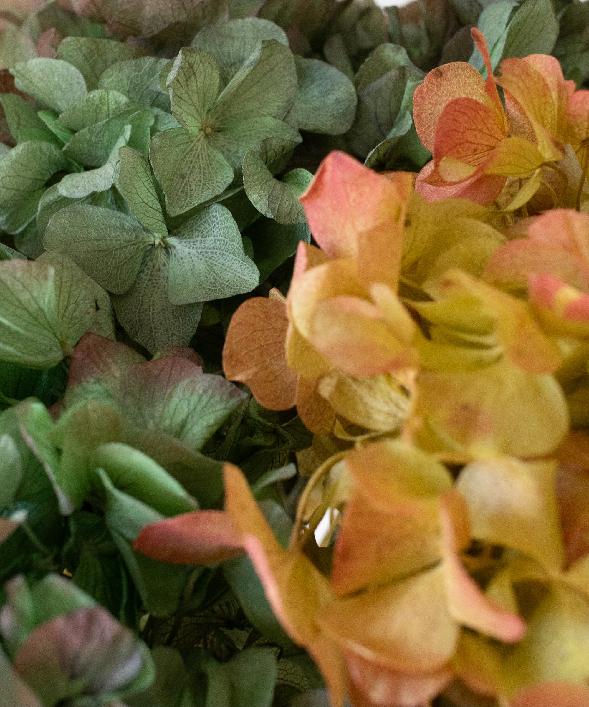 Detalle Hortensia MAIA SHOP Autumn Glow