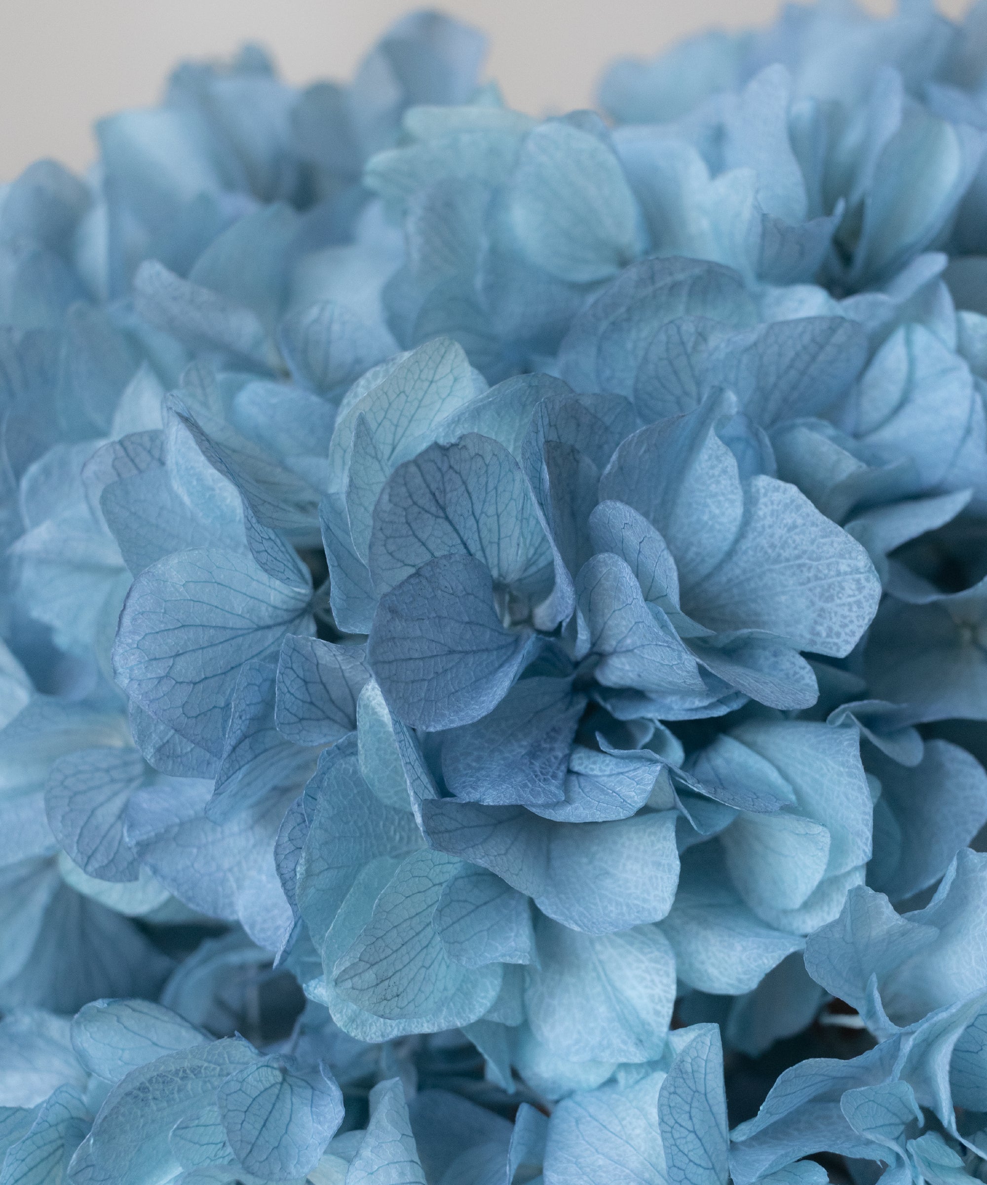 Detalle Hortensia MAIA SHOP Azul