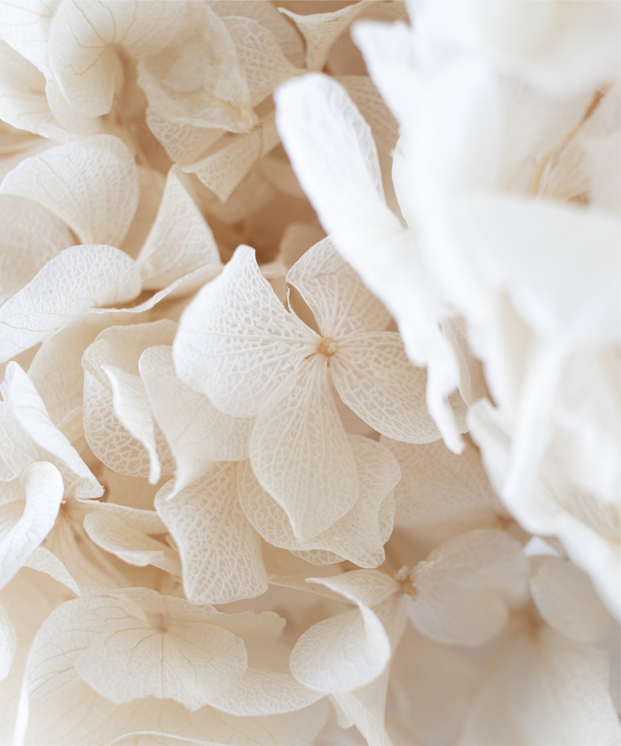 Detalle Hortensia MAIA SHOP Blanco