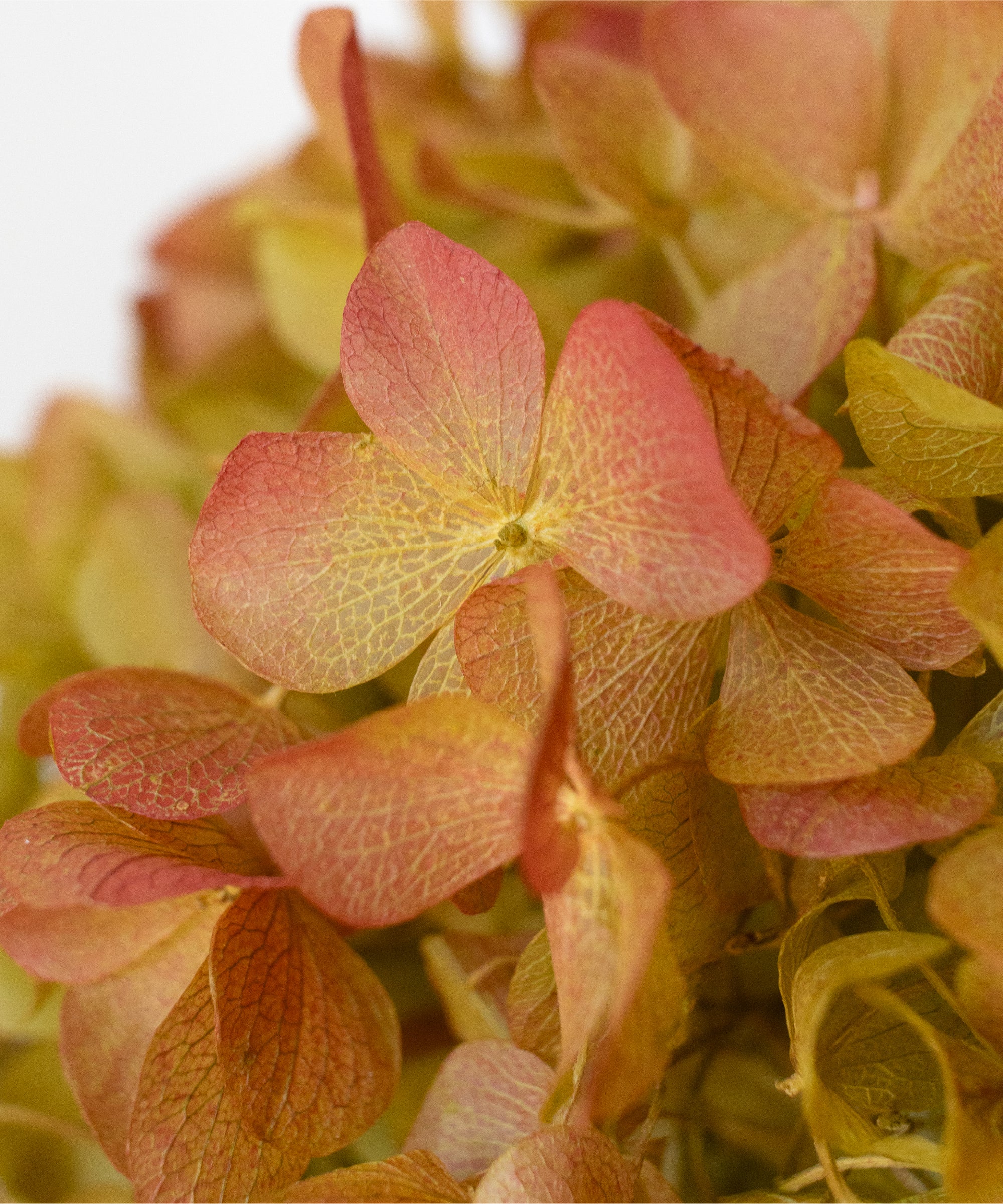 Detalle Hortensia MAIA SHOP Ocre