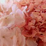 Detalle Hortensia MAIA SHOP Romantic Blush